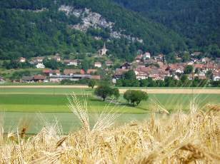 Dans les champs en juillet