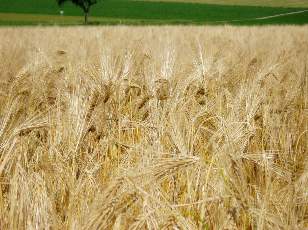 Dans les champs en juillet