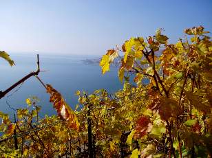 Vigne du Lavaux en novembre avec vue sur le lac Lman