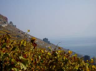 Vigne du Lavaux en novembre avec vue sur le lac Lman