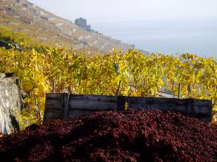 Vigne du Lavaux en novembre avec vue sur le lac Lman