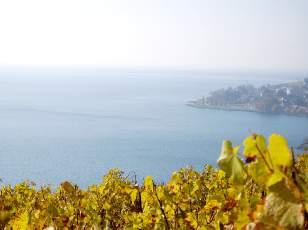 Vigne du Lavaux en novembre avec vue sur le lac Lman
