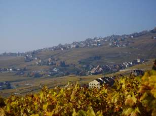 Vigne du Lavaux en novembre avec vue sur le lac Lman