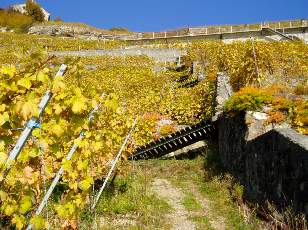 Vigne du Lavaux en novembre