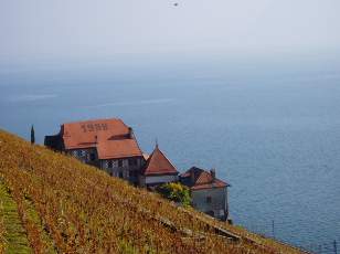 Vigne du Lavaux en novembre avec vue sur le lac Lman