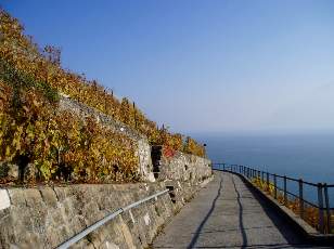 Vigne du Lavaux en novembre avec vue sur le lac Lman