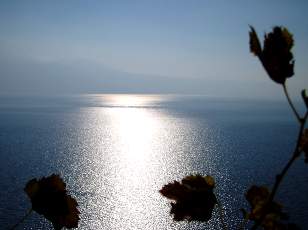Vigne du Lavaux en novembre avec vue sur le lac Lman