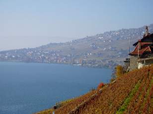 Vigne du Lavaux en novembre avec vue sur le lac Lman