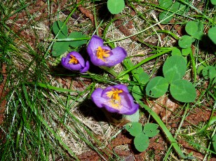 Magie et Beaut de la Nature