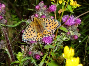 Fleurs d't dans le Jura Vaudois, La Vraconnaz, Switzerland
