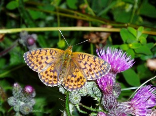 Fleurs d't dans le Jura Vaudois, La Vraconnaz, Switzerland