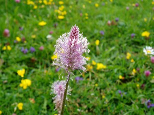 Fleurs d't dans le Jura Vaudois, La Vraconnaz, Switzerland