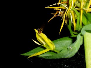 Fleurs d't dans le Jura Vaudois, La Vraconnaz, Switzerland