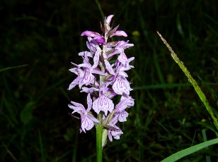Fleurs d't dans le Jura Vaudois, La Vraconnaz, Switzerland