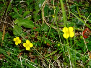 Fleurs d't dans le Jura Vaudois, La Vraconnaz, Switzerland