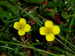 Fleurs d't dans le Jura Vaudois, La Vraconnaz, Switzerland