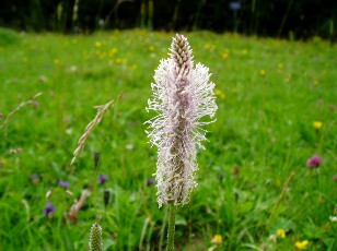 Fleurs d't dans le Jura Vaudois, La Vraconnaz, Switzerland