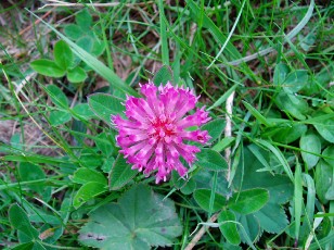 Fleurs d't dans le Jura Vaudois, La Vraconnaz, Switzerland