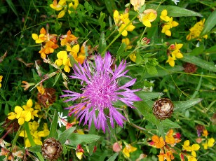 Fleurs d't dans le Jura Vaudois, La Vraconnaz, Switzerland