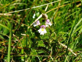 Couleurs d'automne dans le Jura Vaudois  L'Auberson 