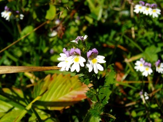 Couleurs d'automne dans le Jura Vaudois  L'Auberson 