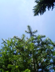 Couleurs d'automne dans le Jura Vaudois  L'Auberson 
