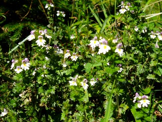 Couleurs d'automne dans le Jura Vaudois  L'Auberson 