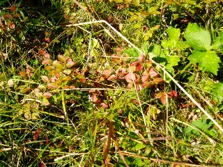 Couleurs d'automne dans le Jura Vaudois  L'Auberson 