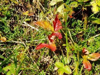 Couleurs d'automne dans le Jura Vaudois  L'Auberson 