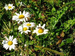 Couleurs d'automne dans le Jura Vaudois  L'Auberson 