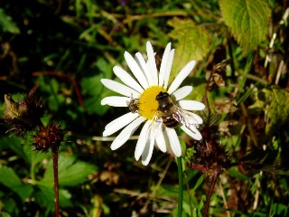 Couleurs d'automne dans le Jura Vaudois  L'Auberson 