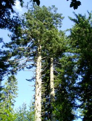 Le Sapin de l'arrire grand-mre Marie!