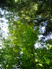 Le Sapin de l'arrire grand-mre Marie!