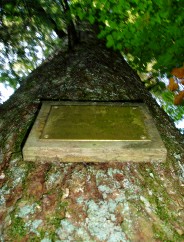 Le Sapin de l'arrire grand-mre Marie!