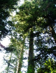 Le Sapin de l'arrire grand-mre Marie!