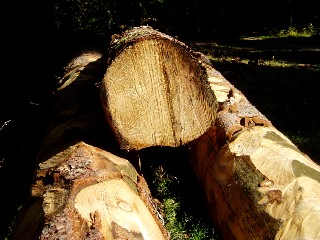 Couleurs d'automne dans le Jura Vaudois  L'Auberson 