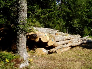 Couleurs d'automne dans le Jura Vaudois  L'Auberson 