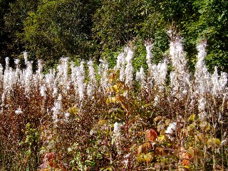 Couleurs d'automne dans le Jura Vaudois  L'Auberson 