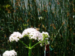 Gramines le long du lac Saint Point