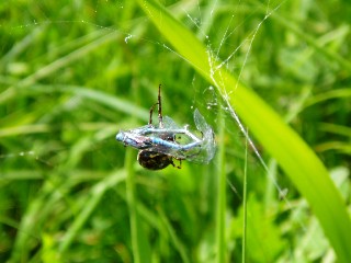 Libellule prise au pige