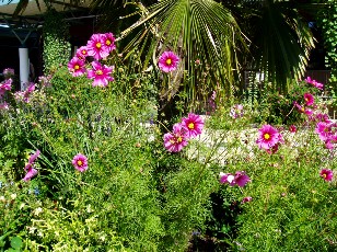 Jardin botanique au mois d'aot  Genve