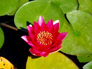 Jardin botanique au mois d'aot  Genve