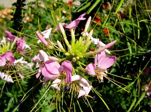 Jardin botanique au mois d'aot  Genve