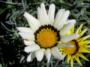 Jardin botanique au mois d'aot  Genve