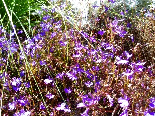 Jardin botanique au mois d'aot  Genve
