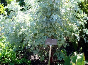Jardin botanique au mois d'aot  Genve