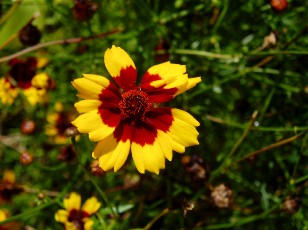 Jardin botanique au mois d'aot  Genve