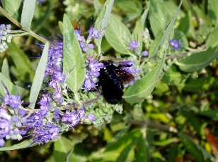 Jardin botanique au mois d'aot  Genve