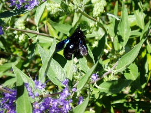 Jardin botanique au mois d'aot  Genve