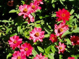 Jardin botanique au mois d'aot  Genve